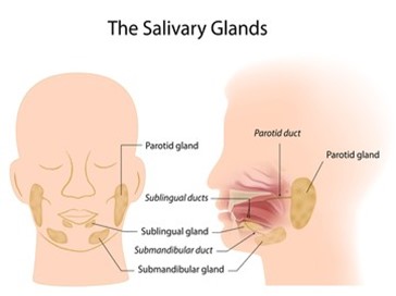 Salivary gland